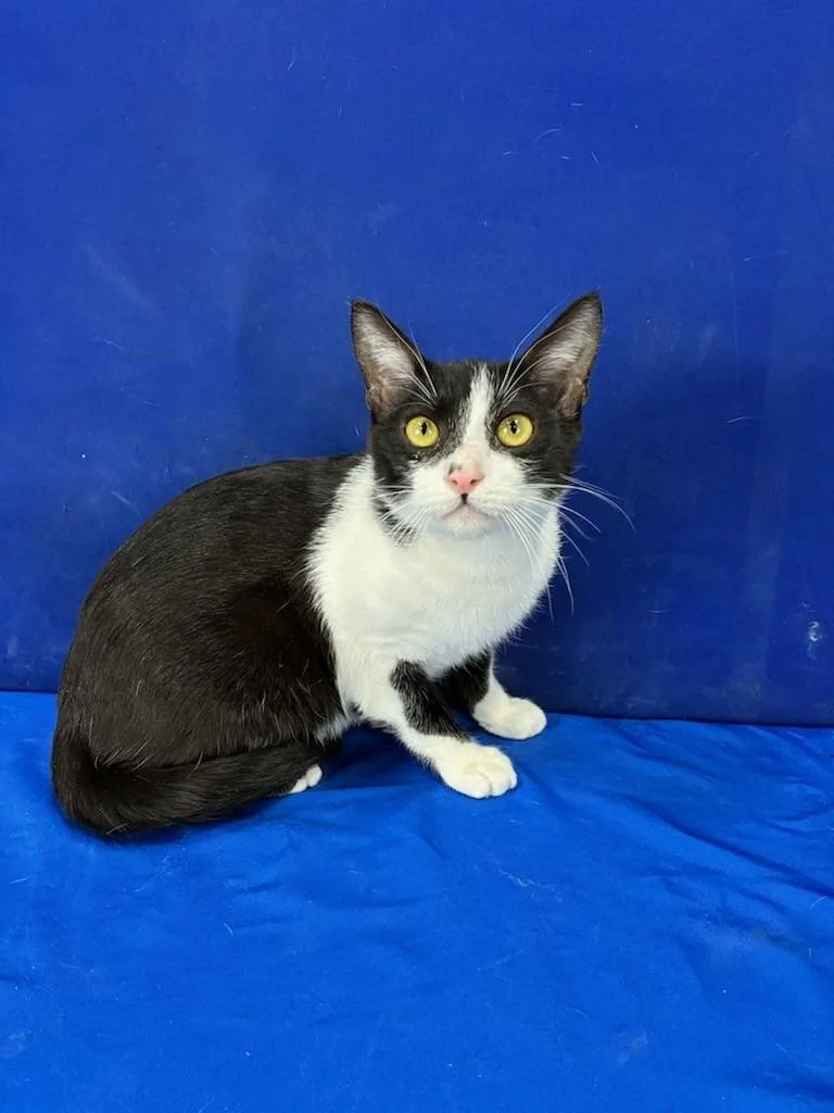 Freddie Purrcury thumbnail 2