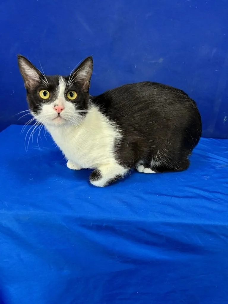 Freddie Purrcury thumbnail 3