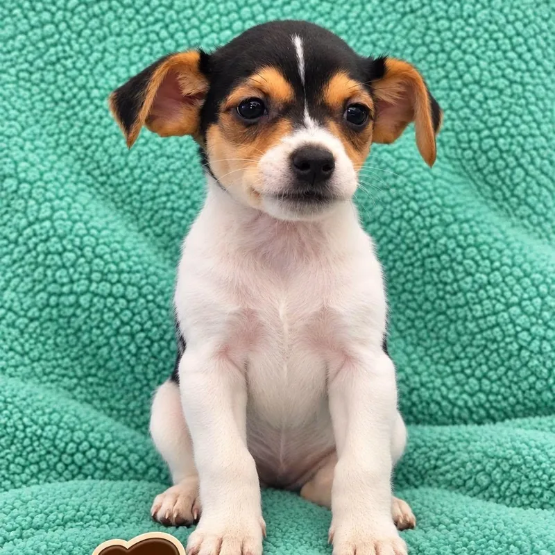 A baby small-sized male Tricolor (Brown, Black, & White) Rat Terrier dog named Bruno for adoption in Mazon, IL