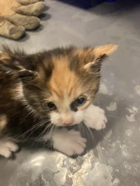 A baby small-sized female Domestic Short Hair cat named Isa for adoption in Dallas, TX