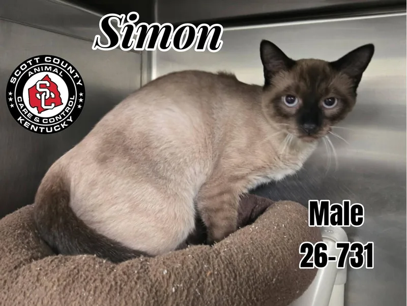 An adult small-sized male Siamese cat named Simon for adoption in Georgetown, KY