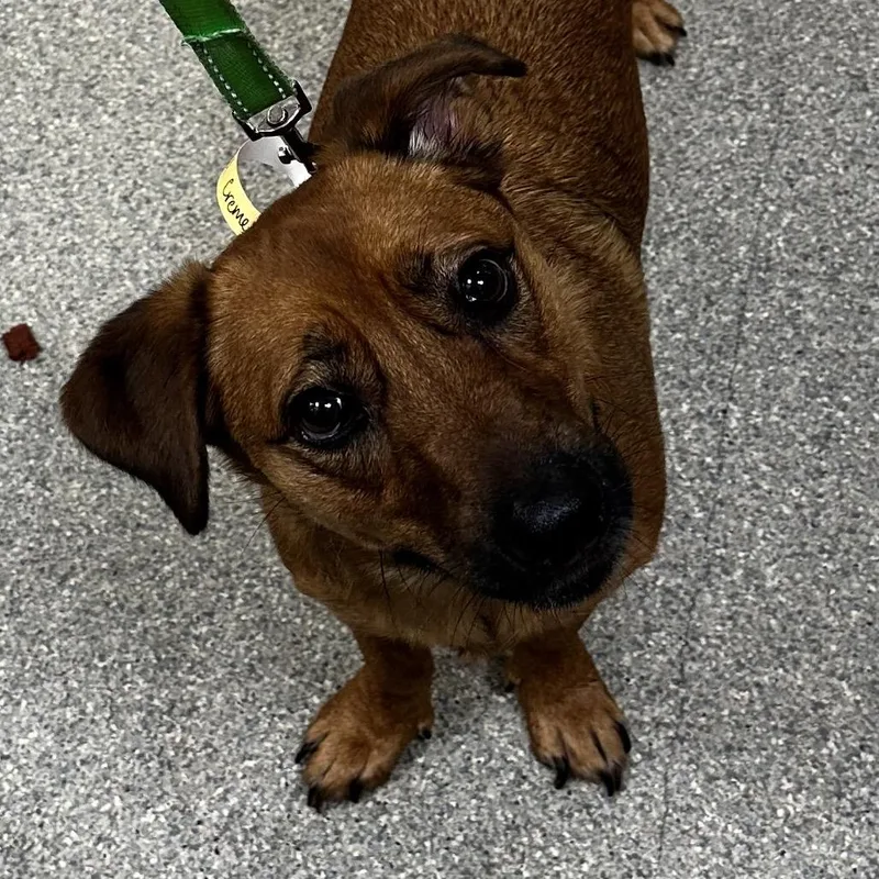 An adult medium-sized female Yellow / Tan / Blond / Fawn Mixed Breed dog named Oatmeal Cream Pie for adoption in Jacksonville, FL