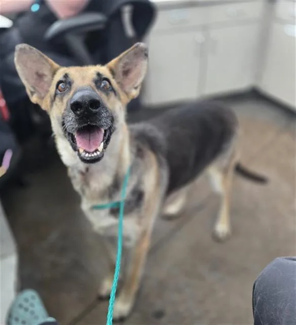 An adult large-sized female Mixed Breed dog named Angelina for adoption in Dallas, TX