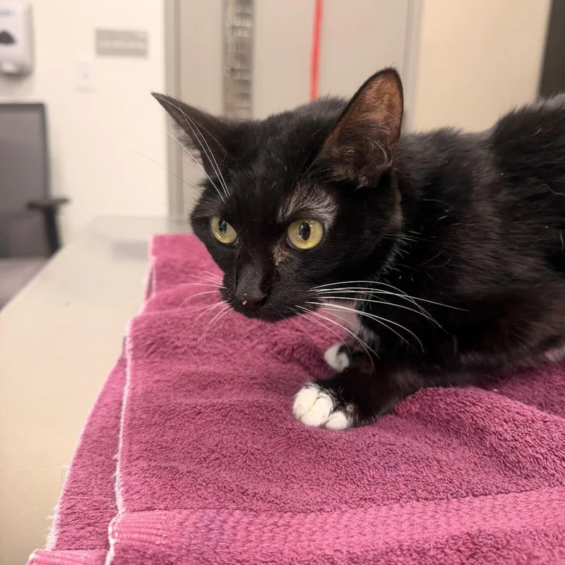 A senior small-sized female Black Domestic Short Hair cat named Boots for adoption in Sand Springs, OK