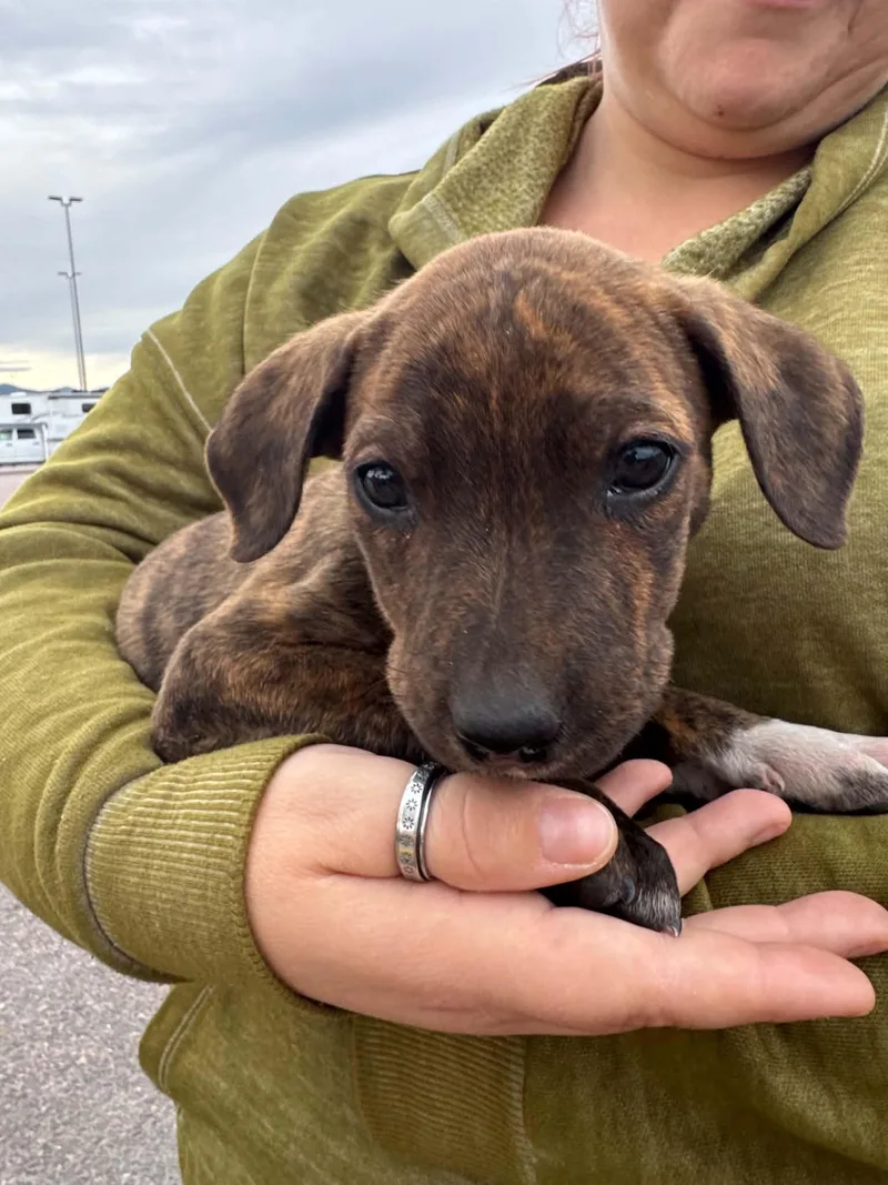 A baby medium-sized male Brindle Mixed Breed dog named Paddington for adoption in Arlee, MT