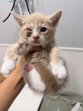A baby small-sized male Domestic Short Hair cat named Lemon Pepper for adoption in West Chester, PA