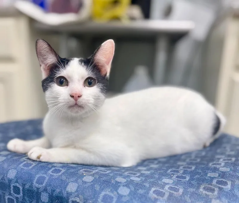 A young medium-sized female Domestic Short Hair cat named Nora for adoption in Danielsville, GA