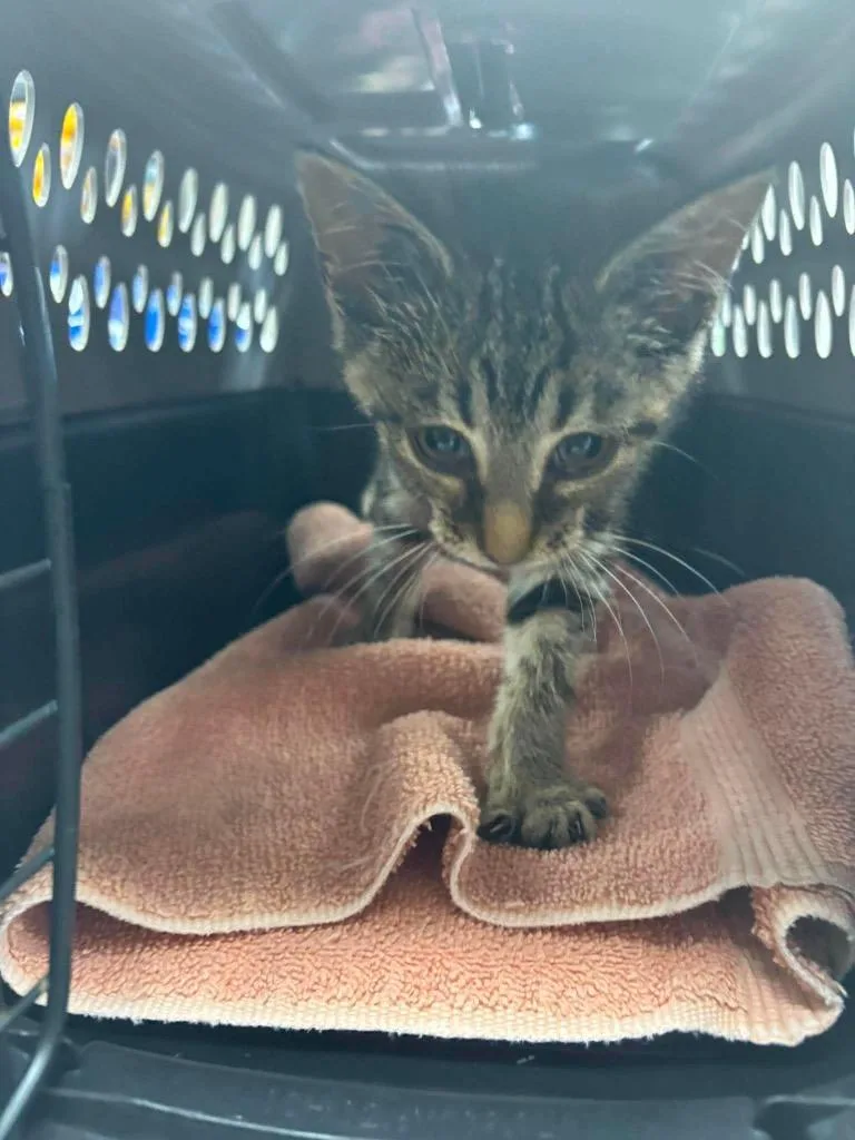 A baby small-sized female Domestic Short Hair cat named Spangle for adoption in Van Wert, OH