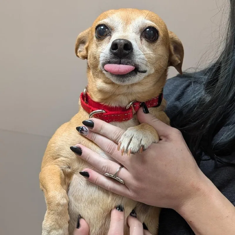 A senior small-sized female Yellow / Tan / Blond / Fawn Chihuahua dog named Penny for adoption in Washington Township, OH
