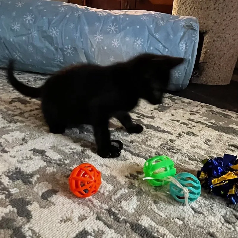 A baby small-sized male Black Domestic Short Hair cat named Foxglove for adoption in Normal, IL