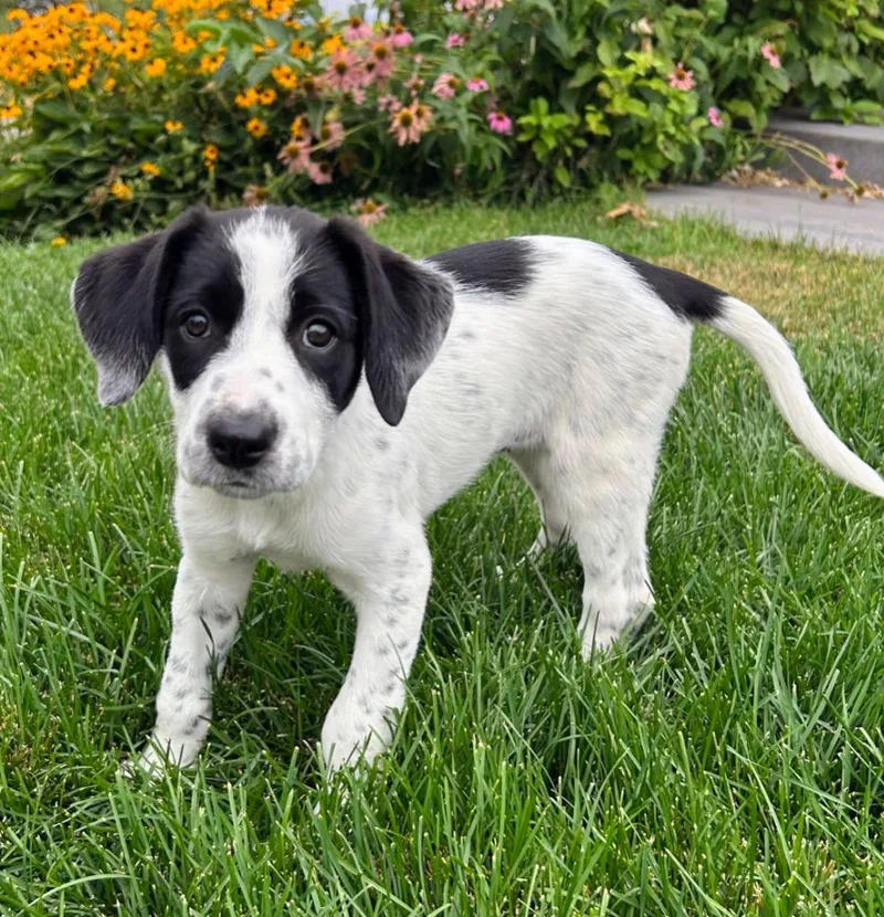 A baby medium-sized female Border Collie dog named Inez for adoption in Logan, UT
