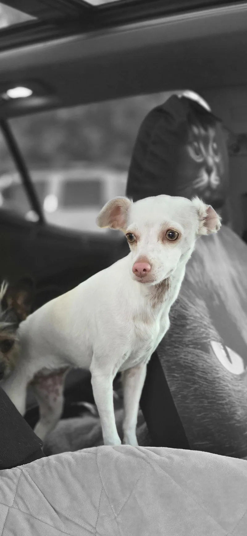 Chikitta thumbnail 2