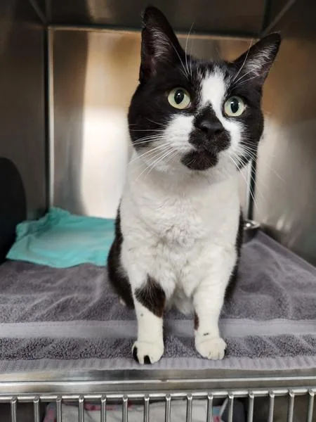 An adult medium-sized female Domestic Short Hair cat named Jenny Any Dots for adoption in Healdsburg, CA