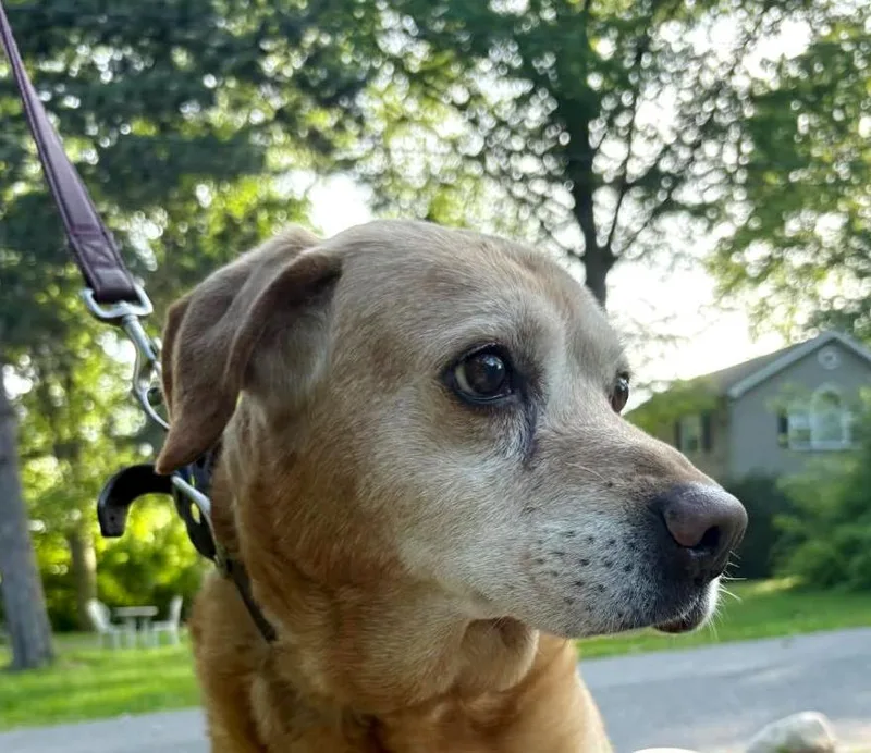 Ole Yellerhospice Boy