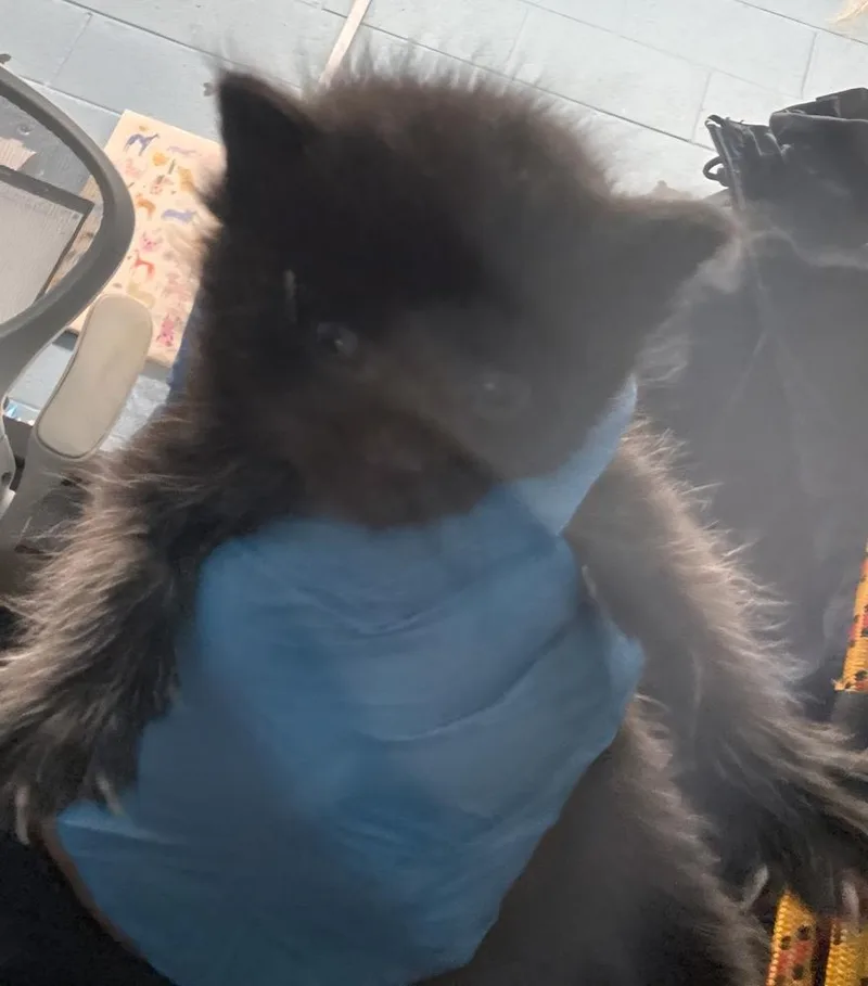 A baby small-sized male Black Domestic Short Hair cat named Dubble Bubble for adoption in Evansville, IN