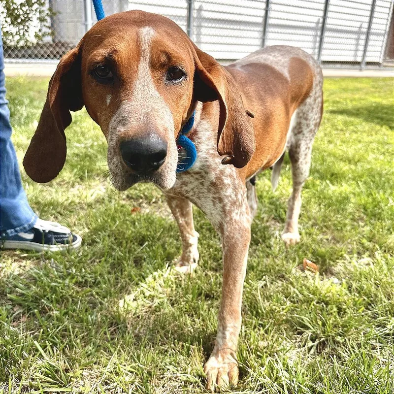 An adult medium-sized female Red / Chestnut / Orange Bloodhound dog named Sweet Pea for adoption in Chesapeake, VA