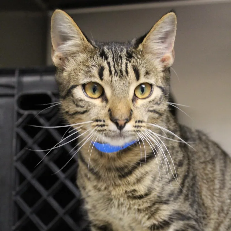A young medium-sized male Brown / Chocolate Domestic Short Hair cat named Bagel for adoption in Auburn, AL