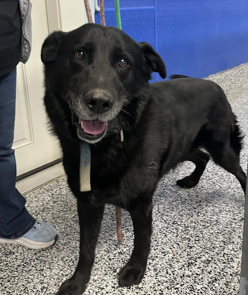 An adult large-sized male Flat-Coated Retriever dog named Champ for adoption in Emmett, ID
