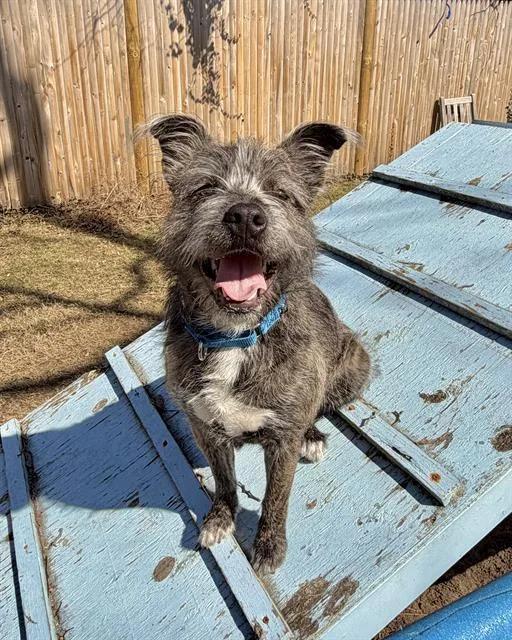 A young medium-sized male Schnauzer dog named Tobi for adoption in Brewster, MA