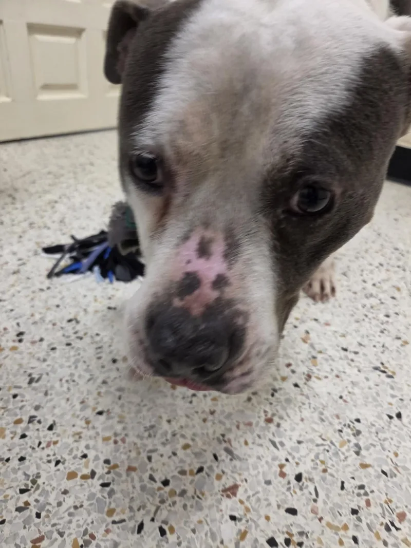 An adult medium-sized male White / Cream American Bulldog dog named Zack for adoption in Rocky Mount, NC