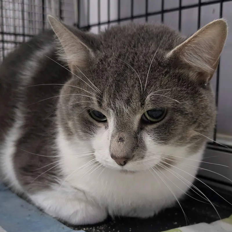 An adult large-sized male Domestic Short Hair cat named Grayson Handsome Guy for adoption in Meriden, CT