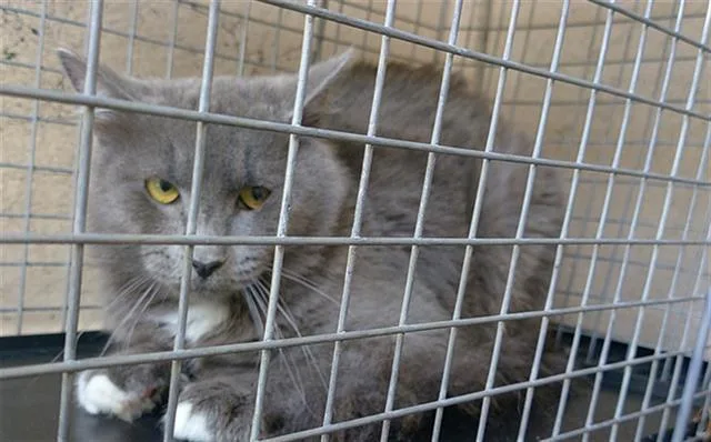A young medium-sized male Domestic Short Hair cat named Mahi for adoption in Fort Lauderdale, FL
