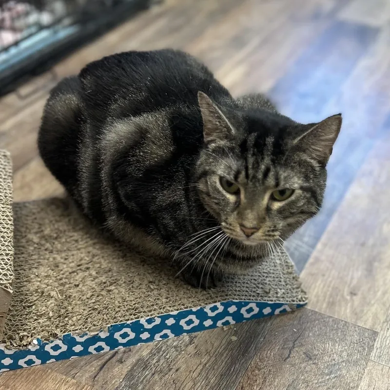 An adult small-sized female Brown / Chocolate Domestic Short Hair cat named Mariah for adoption in Philadelphia, PA