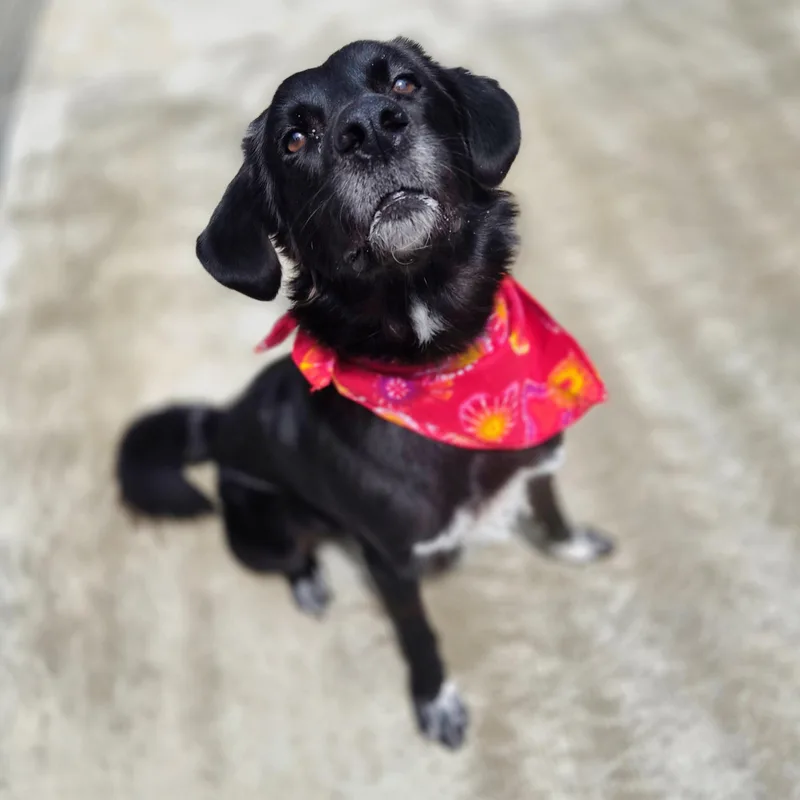 An adult large-sized male Black Border Collie dog named Winston for adoption in Cornelius, NC