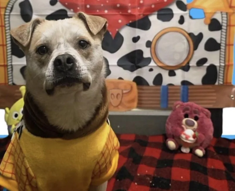 A young small-sized male Chihuahua dog named Krypto for adoption in seward, AK
