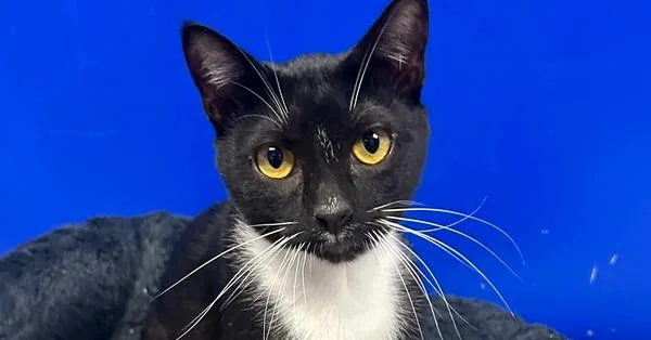 A young medium-sized male American Shorthair cat named Grommet for adoption in Austin, TX