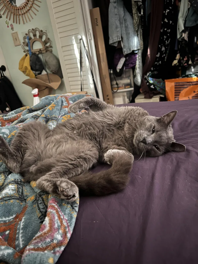 Mister Mateo thumbnail 3