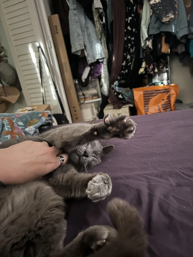 Mister Mateo thumbnail 4