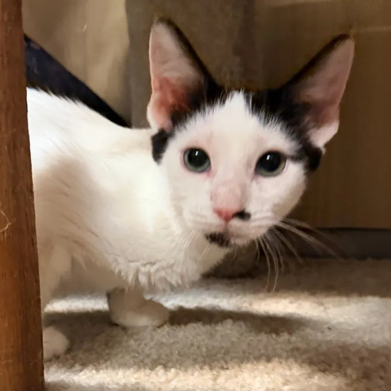 A baby small-sized female White Domestic Short Hair cat named Yang for adoption in Hemet, CA