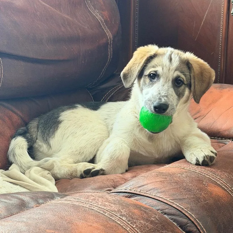 Tambourine thumbnail 2