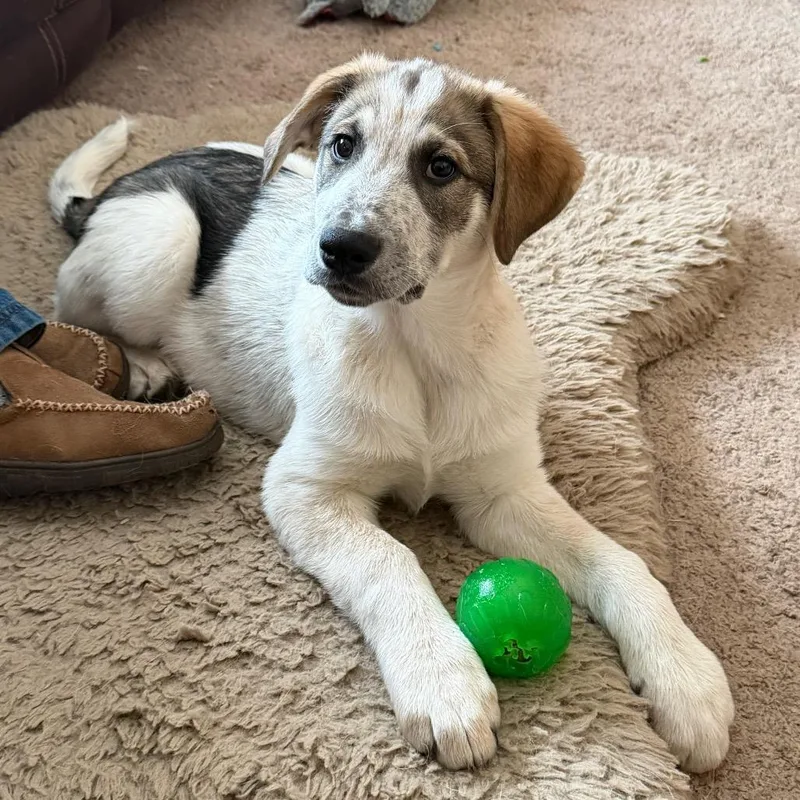 Tambourine thumbnail 3