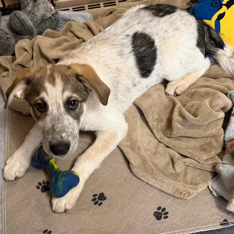 Tambourine thumbnail 4