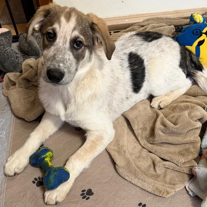 Tambourine thumbnail 5