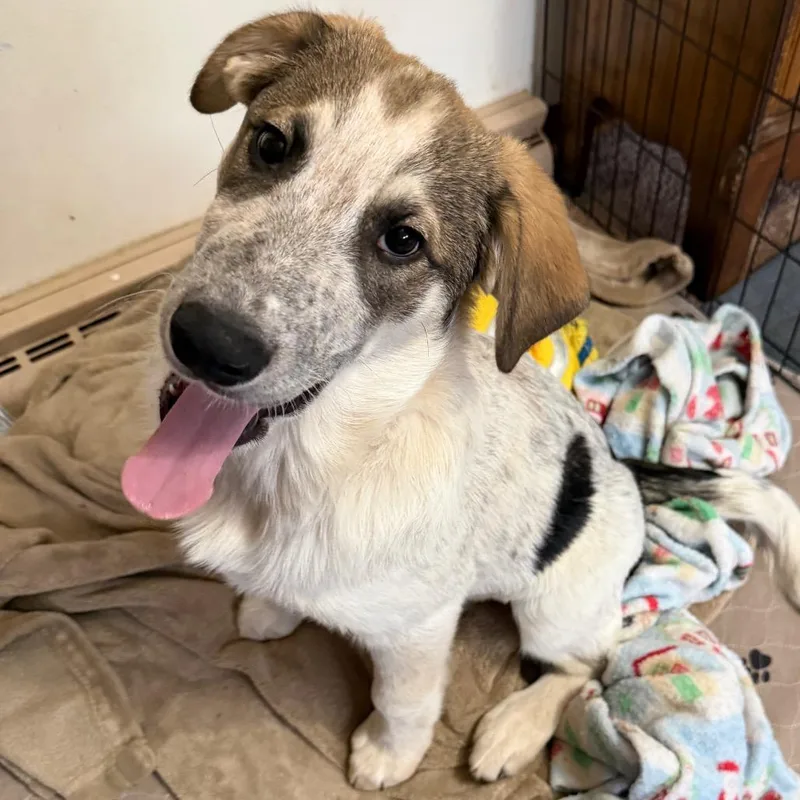 Tambourine thumbnail 6