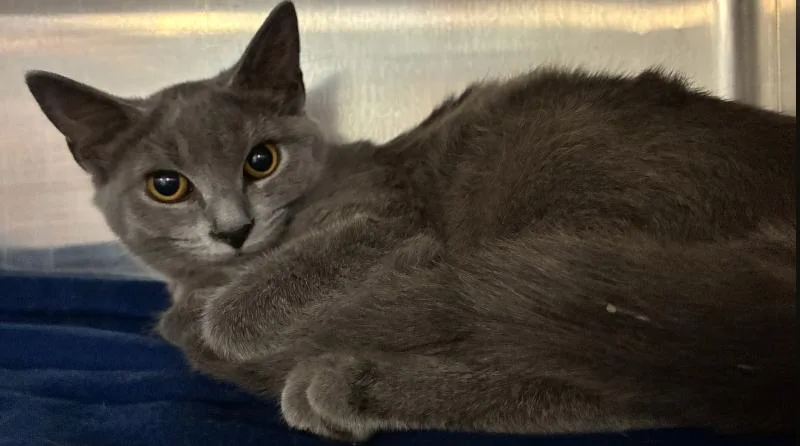A young small-sized female Gray / Blue / Silver Domestic Short Hair cat named Fuji for adoption in Cincinnati, OH