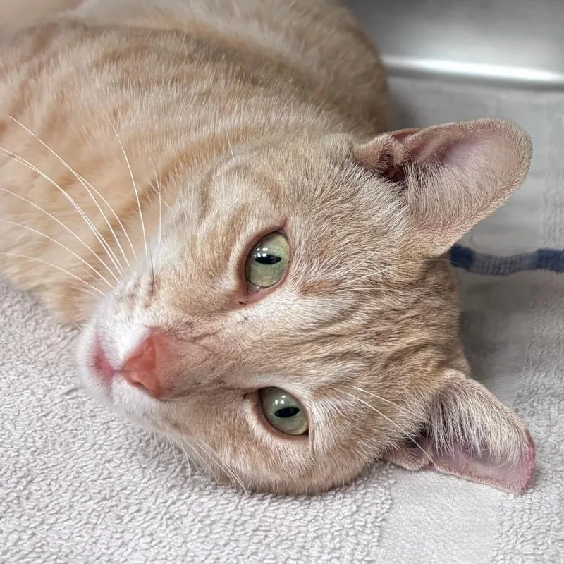 An adult large-sized male Orange / Red Domestic Short Hair cat named Hancock for adoption in Santa Barbara, CA