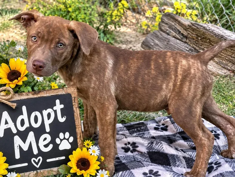 A baby medium-sized male Labrador Retriever dog named Bear for adoption in Locust Fork, AL