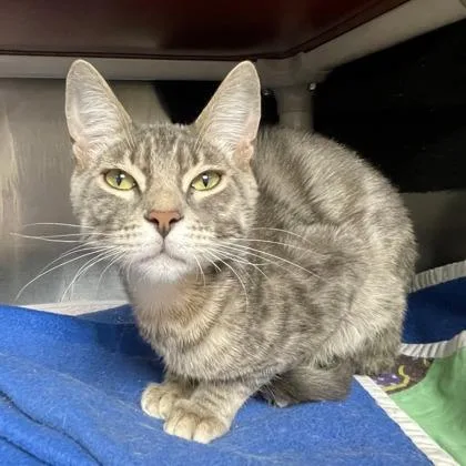 A baby small-sized male Domestic Short Hair cat named Napoleon for adoption in Wheaton, IL