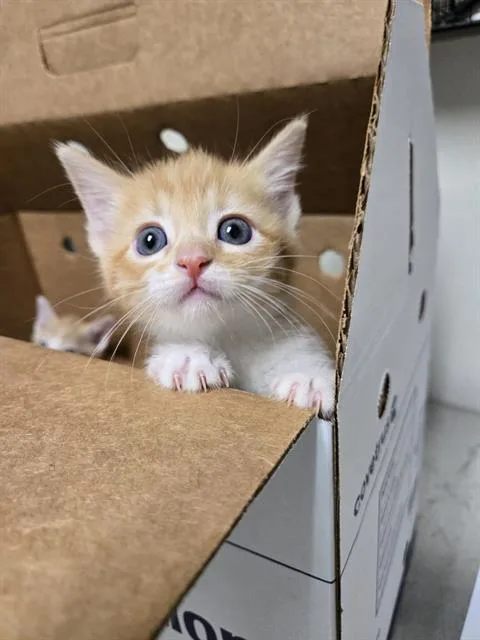 Nala