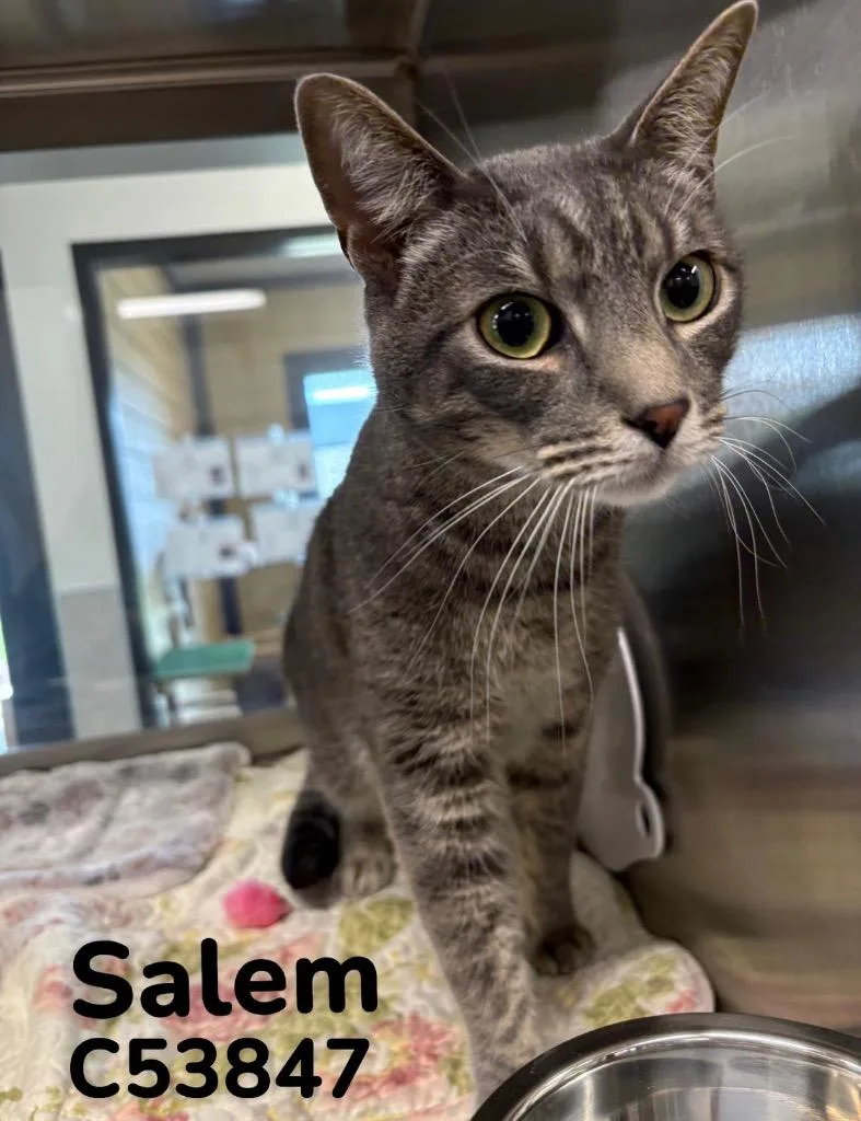 Salem thumbnail 2