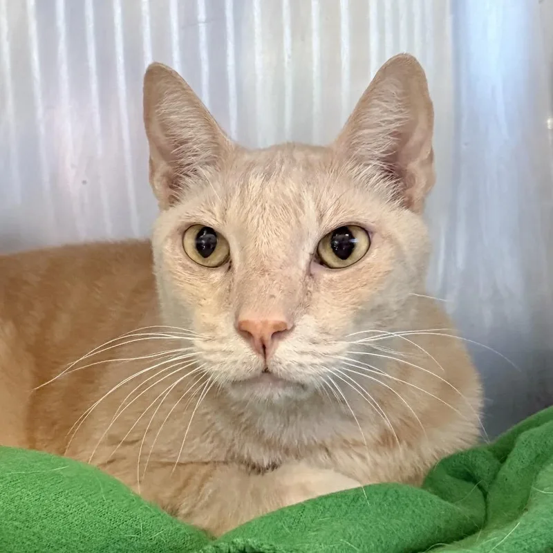 A senior extra large-sized male Buff / Tan / Fawn Domestic Short Hair cat named Adam Cat for adoption in Palm Springs, CA