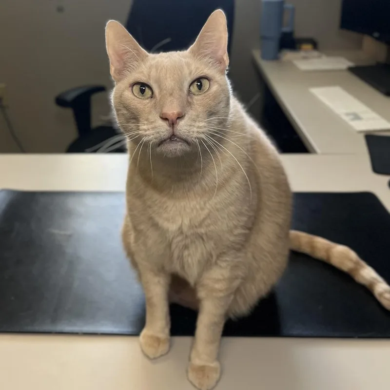 Adam Cat thumbnail 2