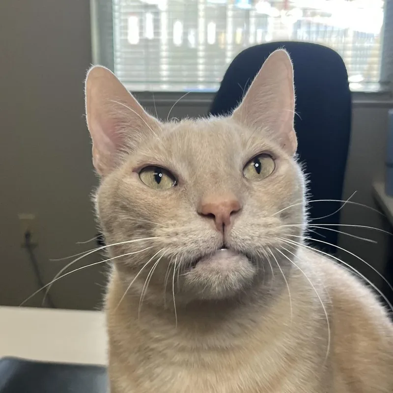 Adam Cat thumbnail 3