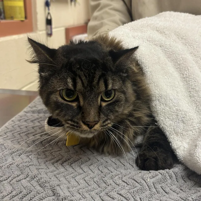An adult large-sized male Brown / Chocolate Domestic Long Hair cat named Mikey$ for adoption in Springfield, MA