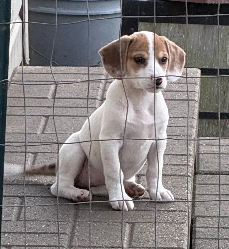 A baby small-sized female Dachshund dog named Rolo for adoption in South Bend, IN