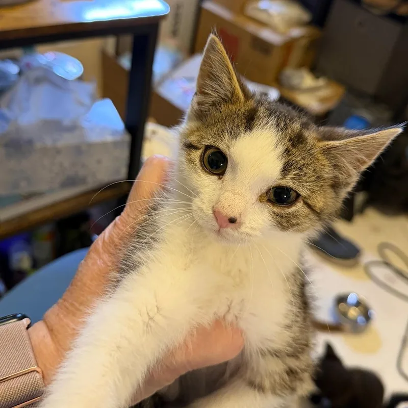 A baby small-sized female Brown / Chocolate Domestic Short Hair cat named Cybil Willingham for adoption in Woodstock, VA